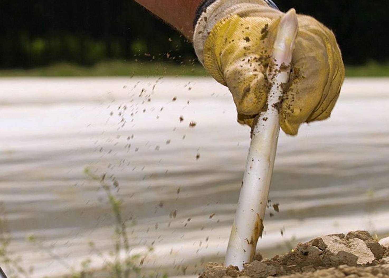 Familie Wolf  | Top Spargelstände in München | Mr. München | Foto: Familie Wolf